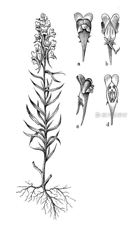 古代植物学插图:普通Linaria vulgaris, toadflax